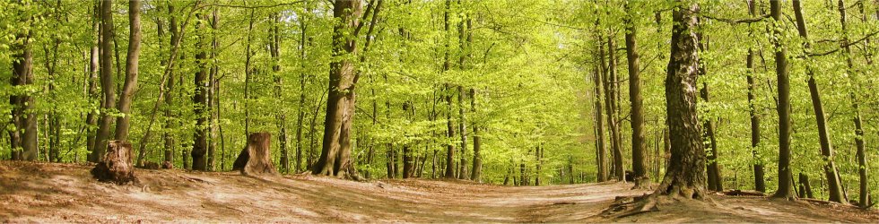 Tartak Swarzędz logo