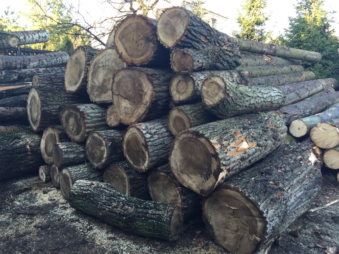 Kłody drewna przygotowane do przetarcia – tartak Swarzędz koło Poznania