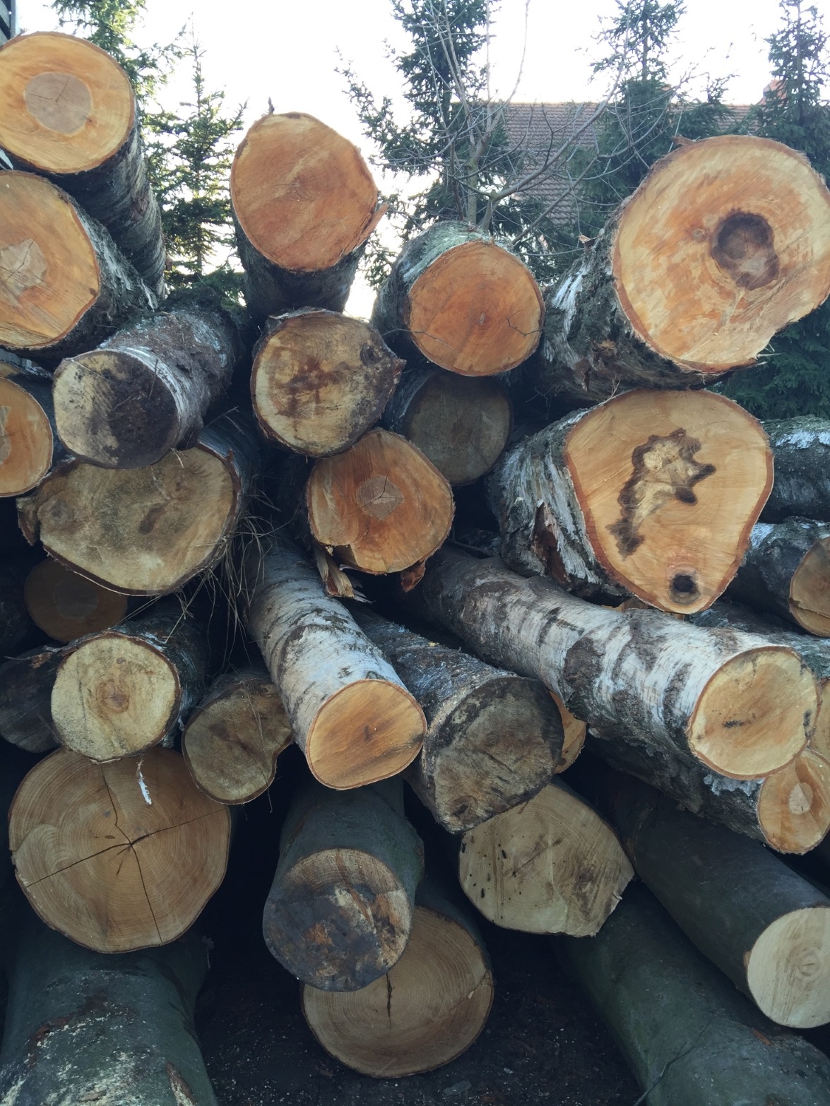 Drewno kominkowe i opałowe – sosna i buk, Tartak Swarzędz